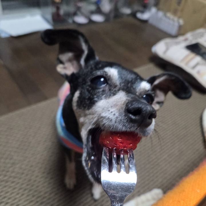 52f7fa1a 066e 4444 afc8 b027fd767538 1767784747741