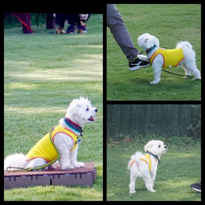 52faad86 569f 4f92 bca0 b0ebe26ccded 1536705414421