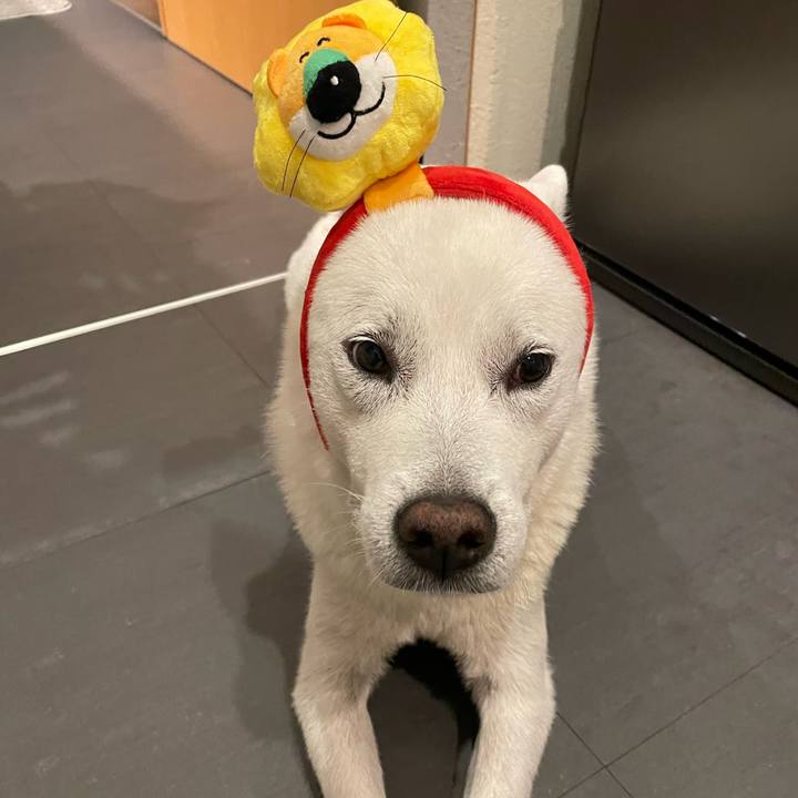 52fc9ef8 dfcb 42ca 970a ef3c3c69d8db 1724240144595