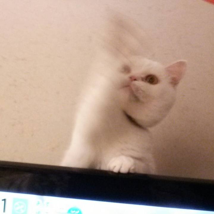 53019fd4 1796 49de 8734 2a0a680334d3 1511256758438