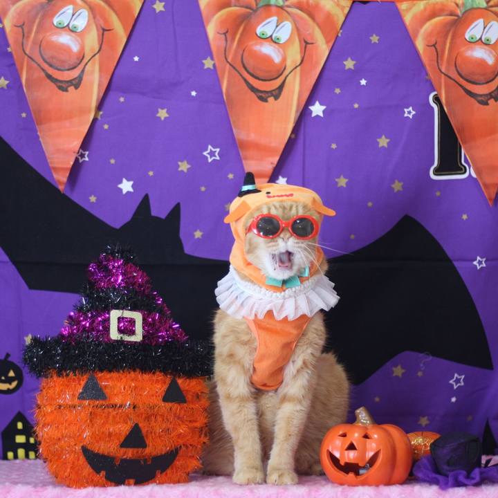 530237c8 6110 462d afb7 da405aa69774 1665974691510