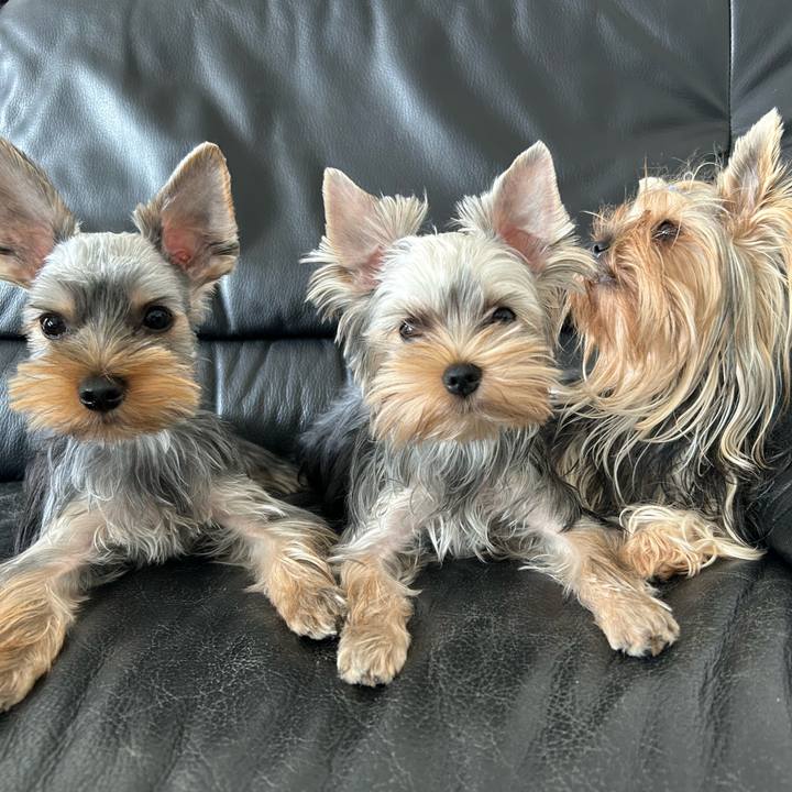 530398da c68c 4ad7 ad71 97afeebb9f57 1726298264498