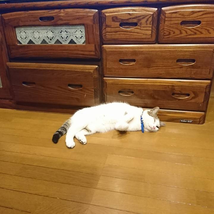 53047932 86c3 413d 9414 4fc9f1a6166a 1561822347390