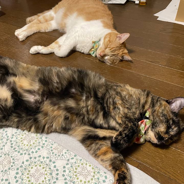 5304fa6d 62dd 4439 8763 b2197f766e45 1726072902302