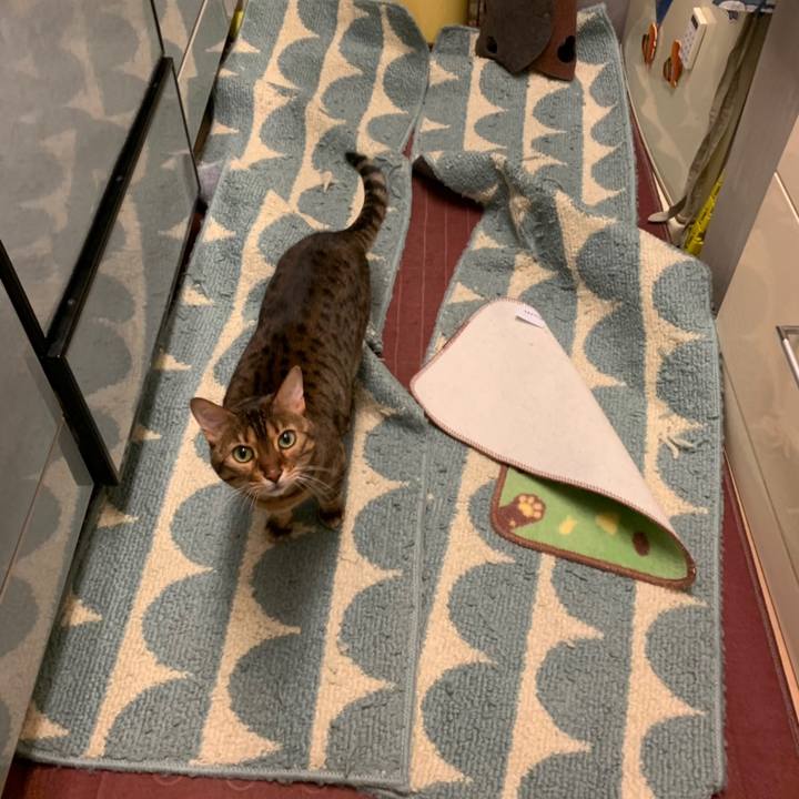 5307a7aa 5bff 403d b788 cebb497ac883 1558220301791