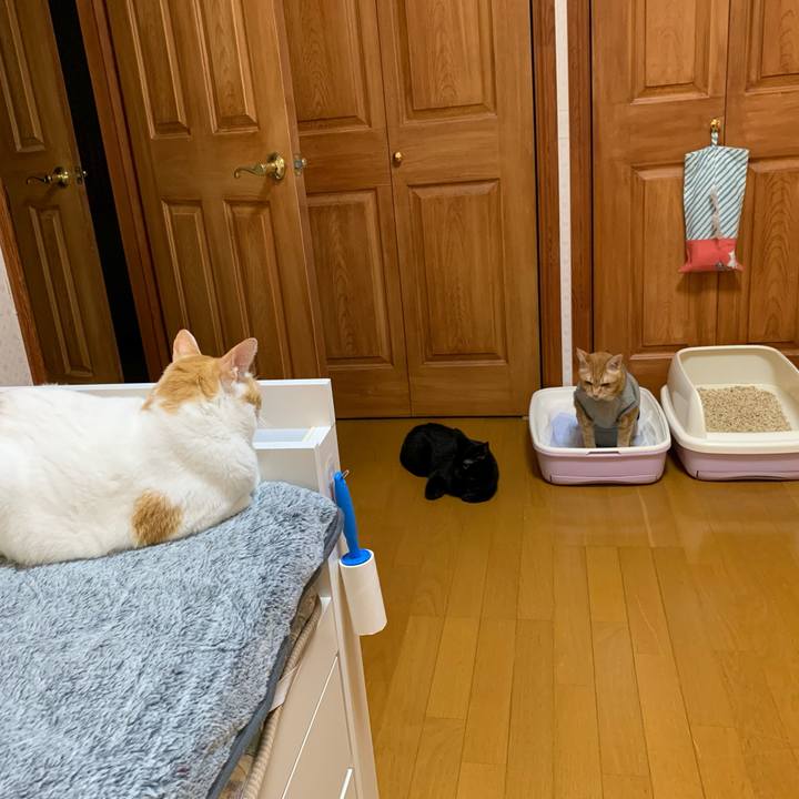 530d1ffc 0b8a 47e0 912d 7a33b88b3c39 1636486068390