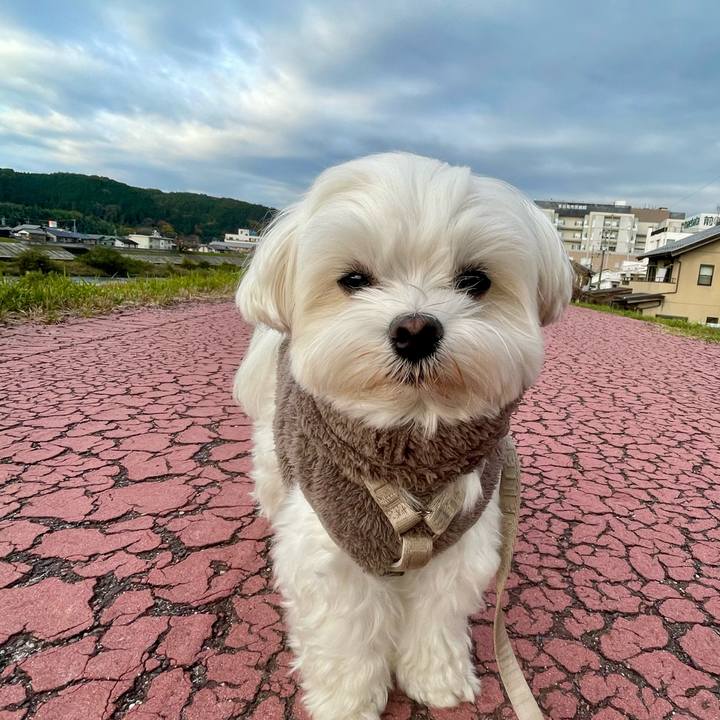 530df0cf a6fc 4c5b ac2e 14ab21d62274 1763418400646