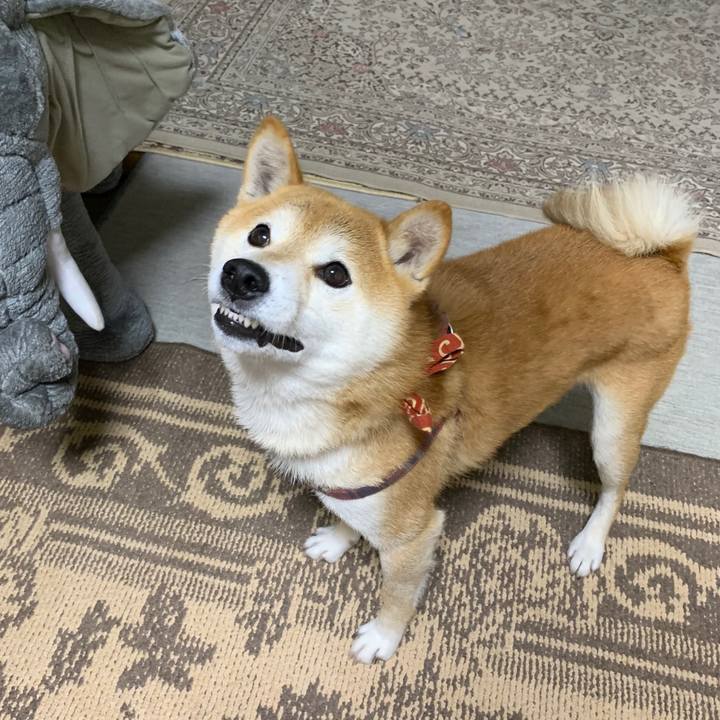 530eb99f 03f9 4580 b1ed 73a36c3dcb77 1575541916173