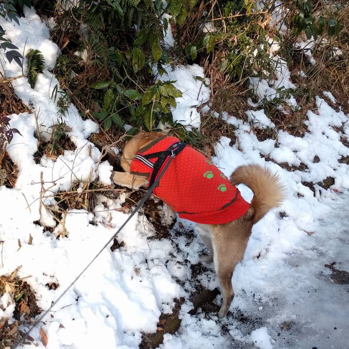 53132c35 88f3 482d aae0 de94481f0ced 1517185359673