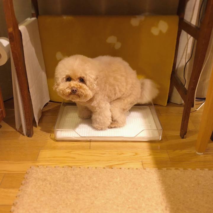 5316dd6b e310 427c a17f b14fe771b176 1513130998035