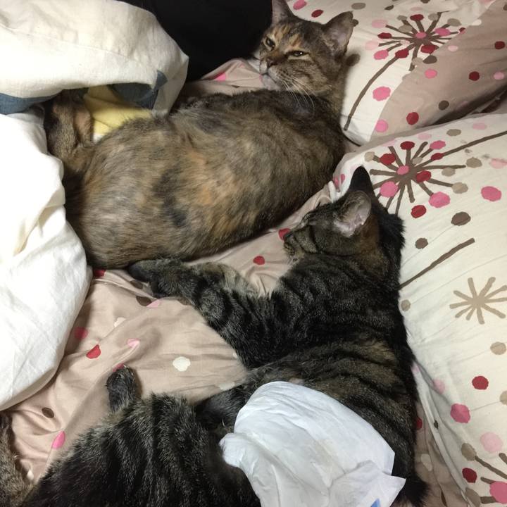 5317bc8b f6e1 4388 aac8 d3dfaffae3dc 1534403605409