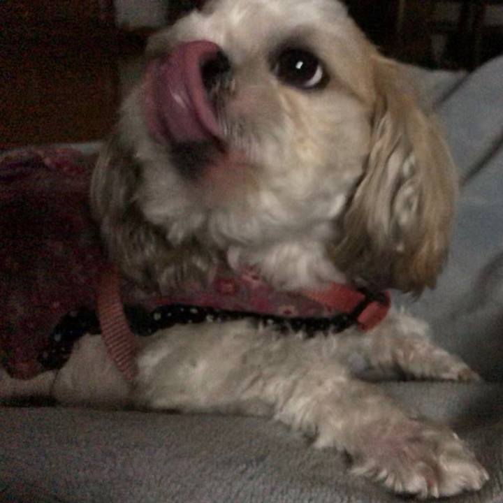 531a84e4 f8d1 42fa 851c 2a3bcc42ee01 1542750531180