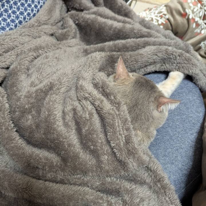 531b45aa 4398 4b11 b718 d3126a3af4b2 1732269136459