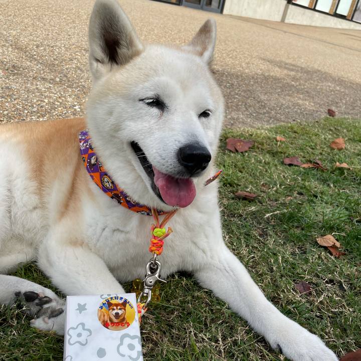 531bc32f 831f 4a5b a641 c1b2ac3afb36 1634031442840