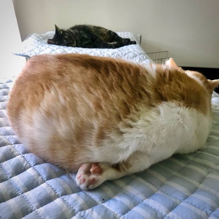 531bca7f b113 4975 bf0c cb75cd8d809b 1627018581838