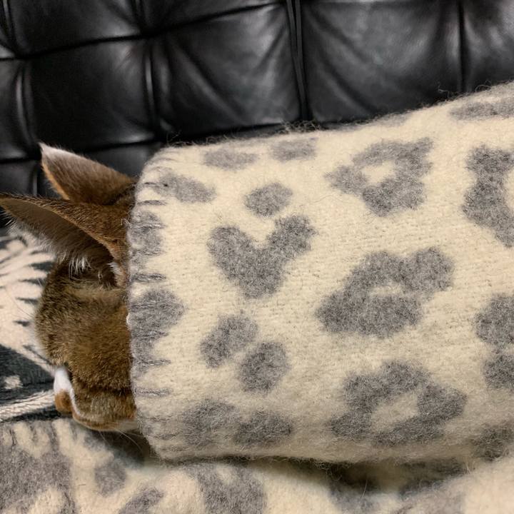 531bd815 8e27 4833 9530 485124526dcb 1587656631069