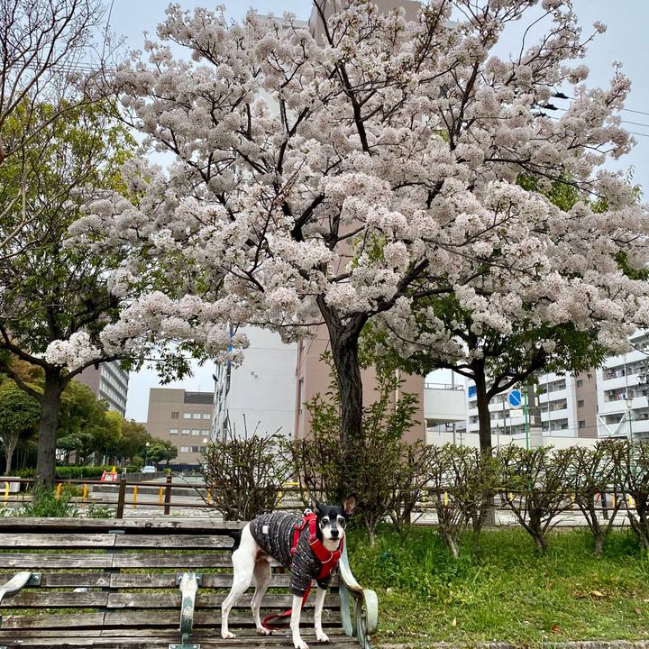 531c17d8 2eef 4829 aeab a1642233caab 1616736326652