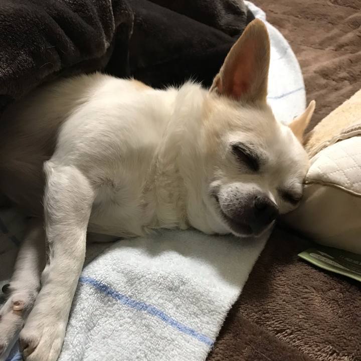 531cd5ce e946 4995 b314 a37fde896dd6 1544710946340