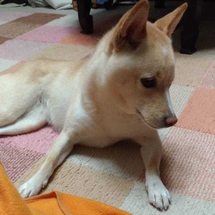 531e0750 cee8 4f17 b5e7 327ddce9c376 1541485833495