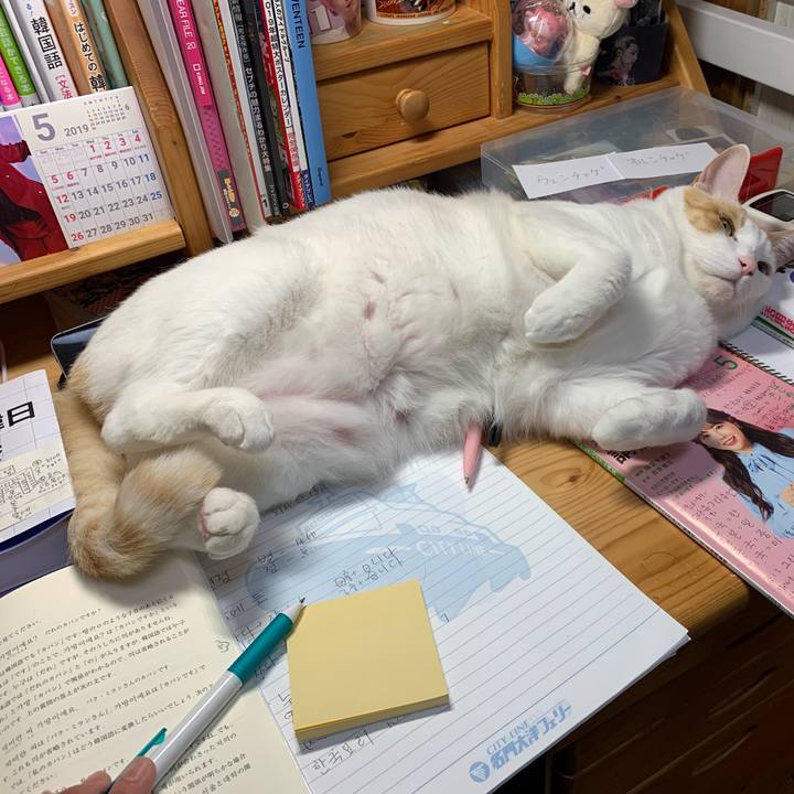 531e171a 552d 43fc a247 232c3ab31393 1558875826518