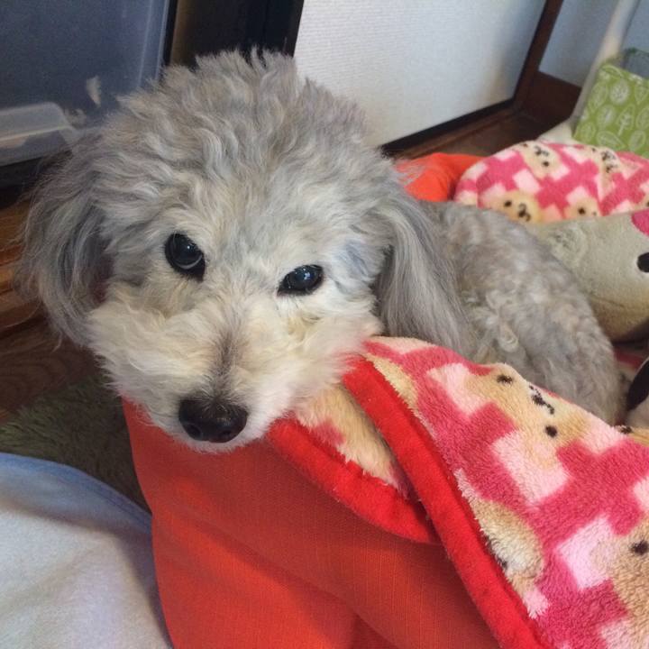 531f9aa0 136a 4706 9b5e a5e1c4642253 1517307349393