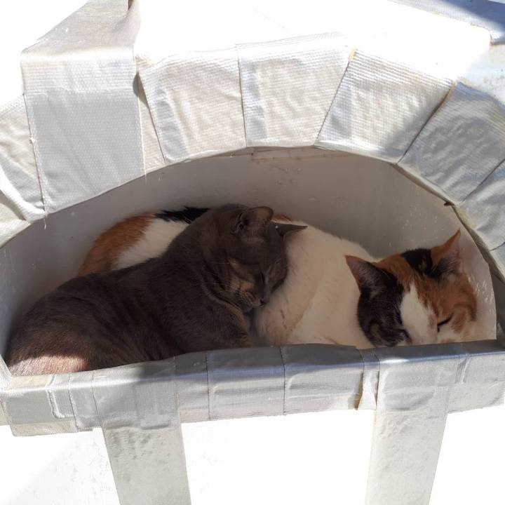 53205317 f596 446d 9ace f4a47acadc81 1582458490188