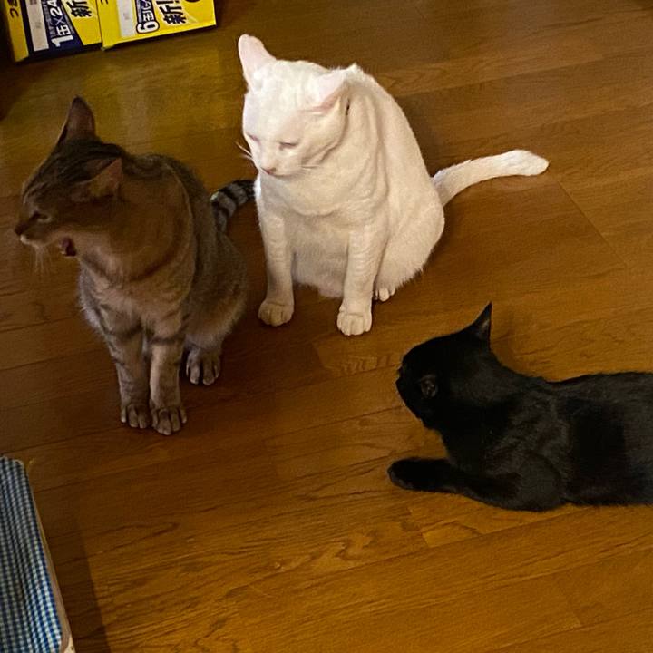 53209540 70a3 4153 9a43 b8b40bf475d8 1632384860137