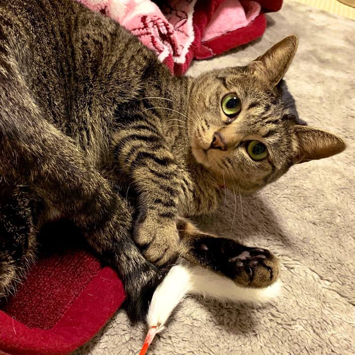 5321563c 372e 4d37 8111 e06545f5e3dc 1545610512709