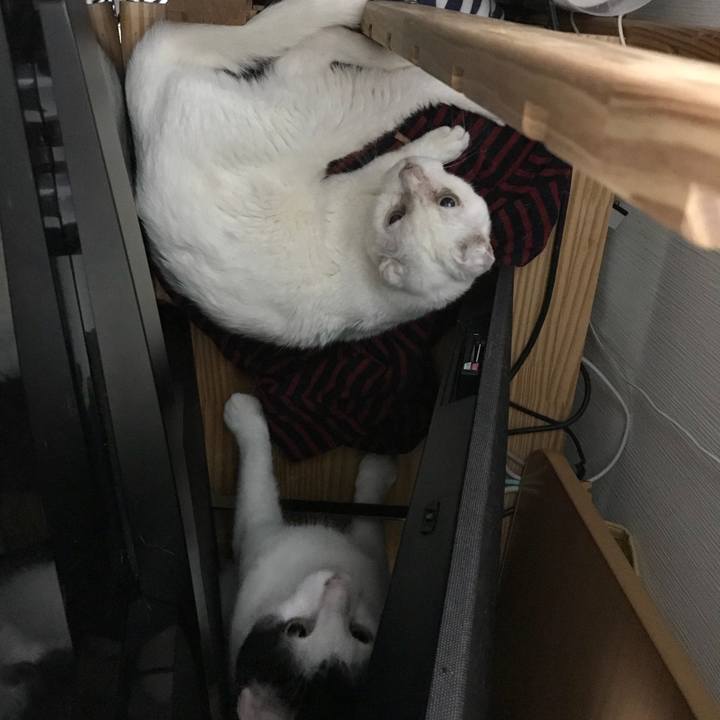 5322513f 7691 4227 b7ad 038fd22ca4bf 1537446467221