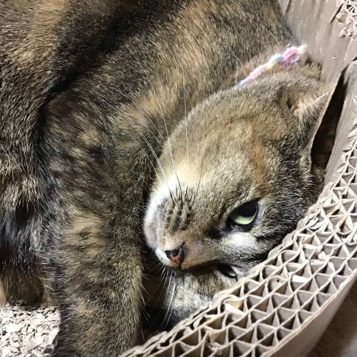 53254eef b9da 4528 a00b cd6bd203bd89 1701433515287