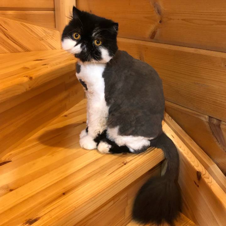 5325519a 69b7 4cd0 a8a9 880dac4f18b0 1595074795387