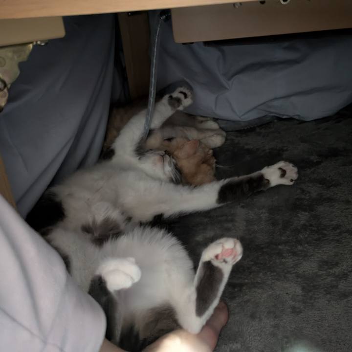 5325735b 7b2f 464c 8a72 465ae87479cd 1735562311234