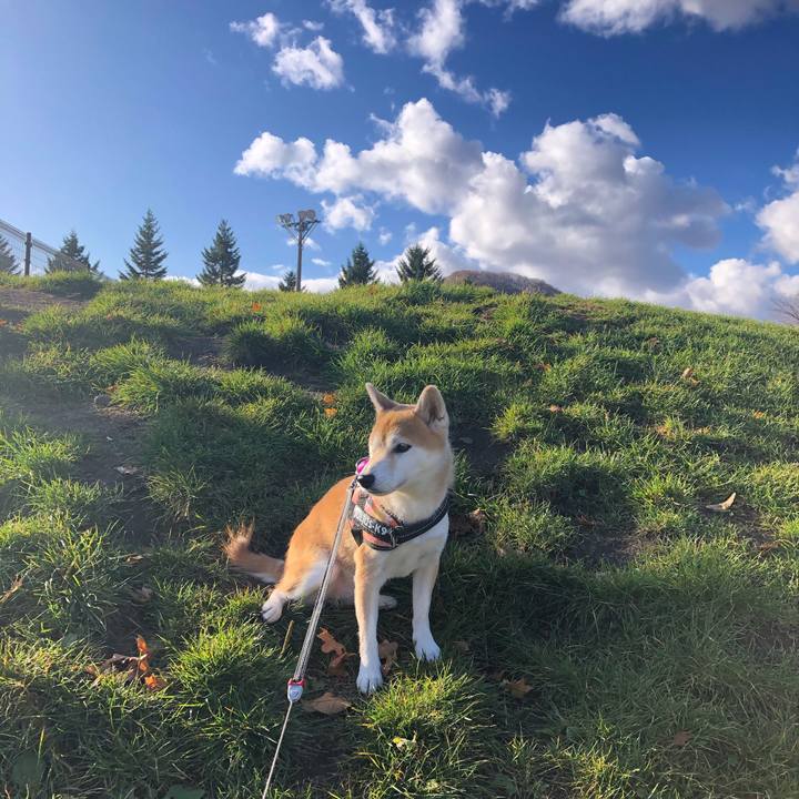 5325b083 1ebf 4bc5 95ee ea09900e764b 1572574648985