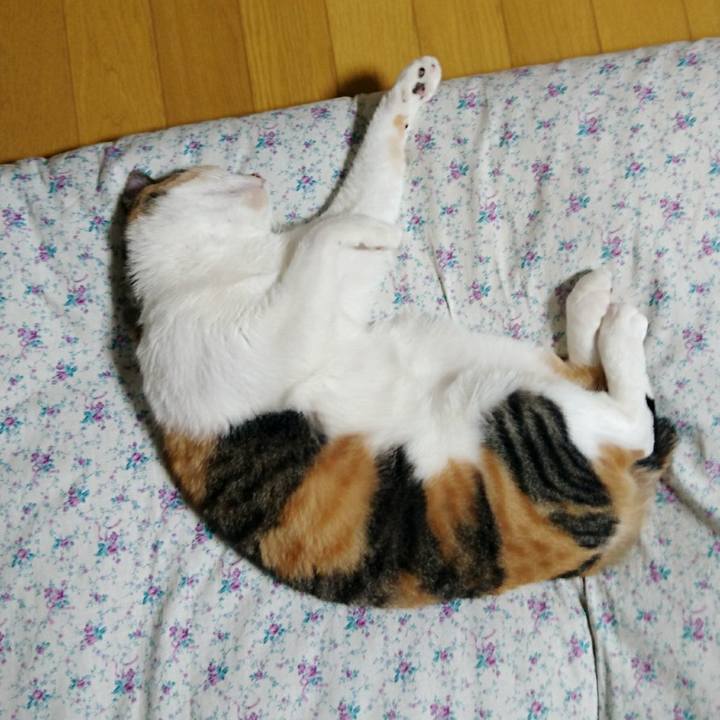 532b0d9a 05ca 4909 9dfc 844b13b18a46 1514982354670