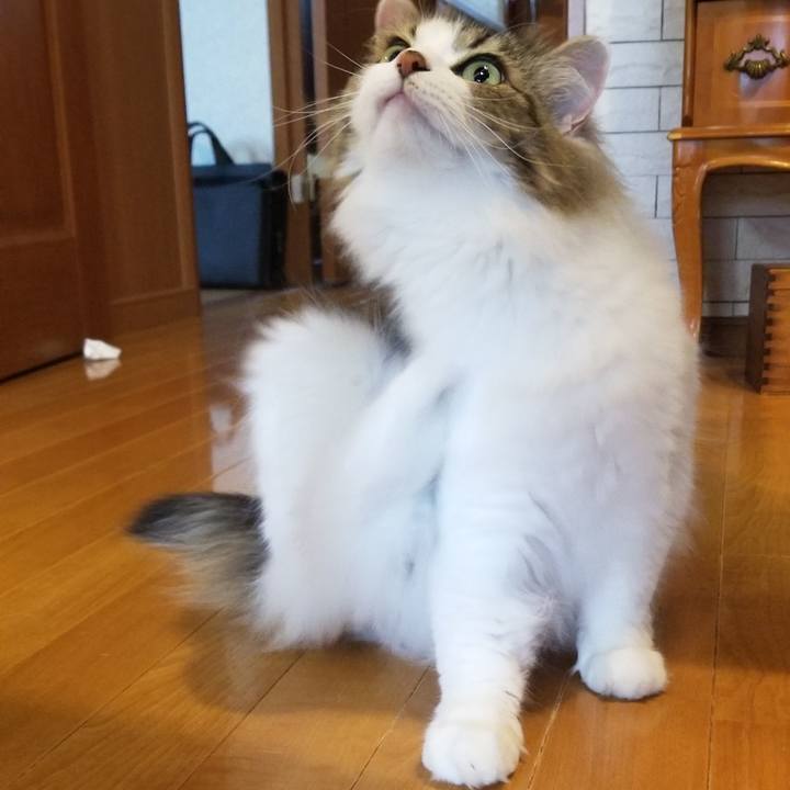 532b2fc6 98cf 4c03 b15c 74c097b9cc8a 1592988925682