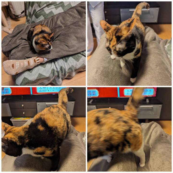 53310254 7c9c 49f1 9b74 1fa5325ab5de 1703144942297