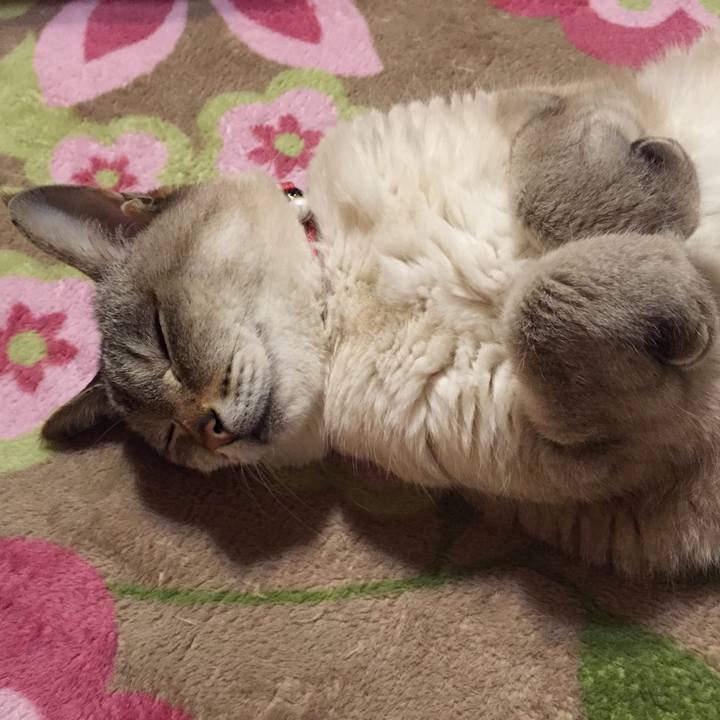 5332ceaf bfc2 4561 b06f 8e793ac8046c 1521672753043