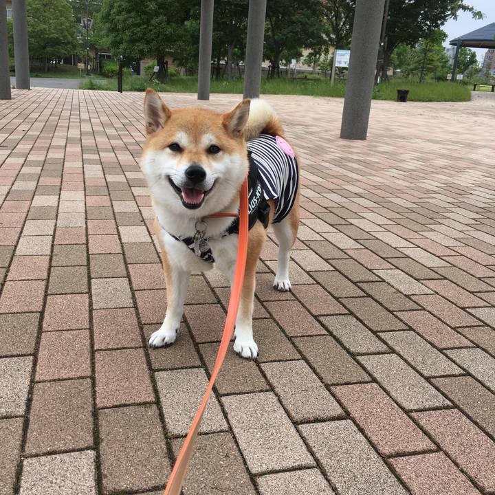 5338290b e2b4 4e87 a11c 2dd80e62dba8 1528763563011