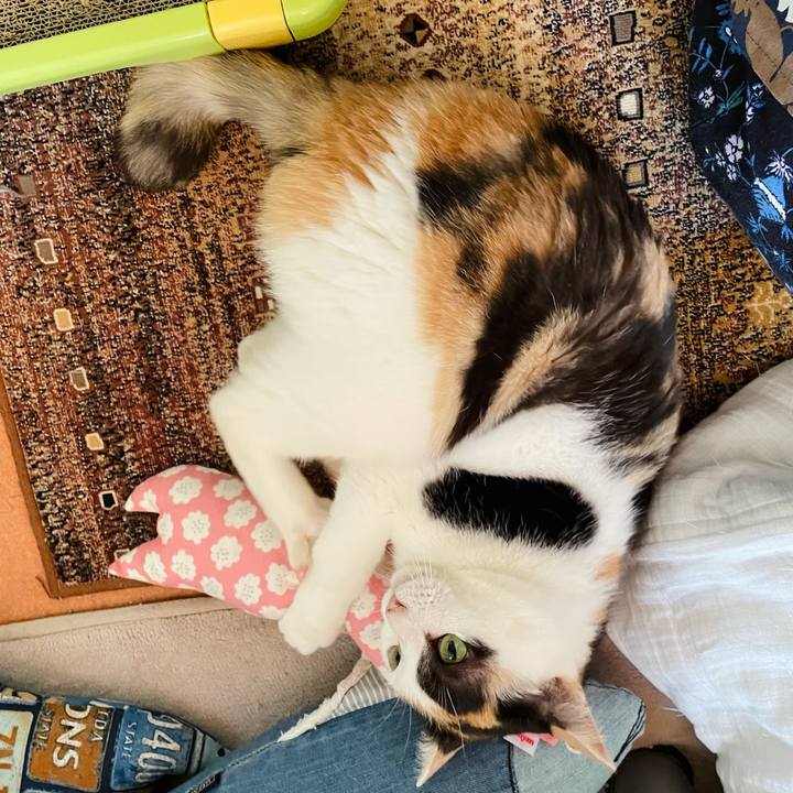 533b4492 287a 47d2 a1c8 aeff93e07918 1625369021524