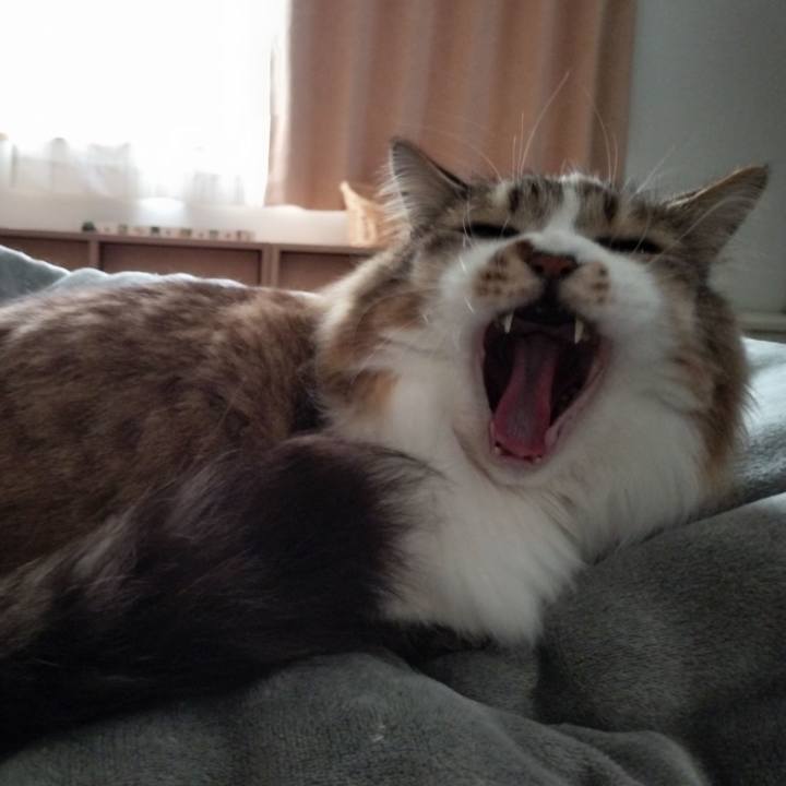 533c0561 08f0 4076 acc6 564108df4aaf 1770778251459