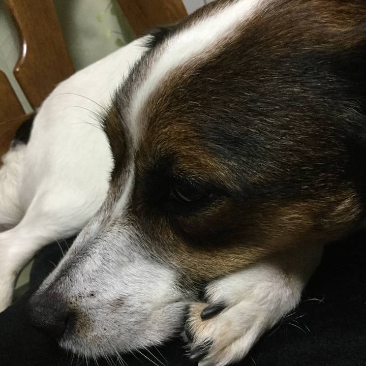 533c9dbf 5174 479e 8092 21975635ec96 1525950618542