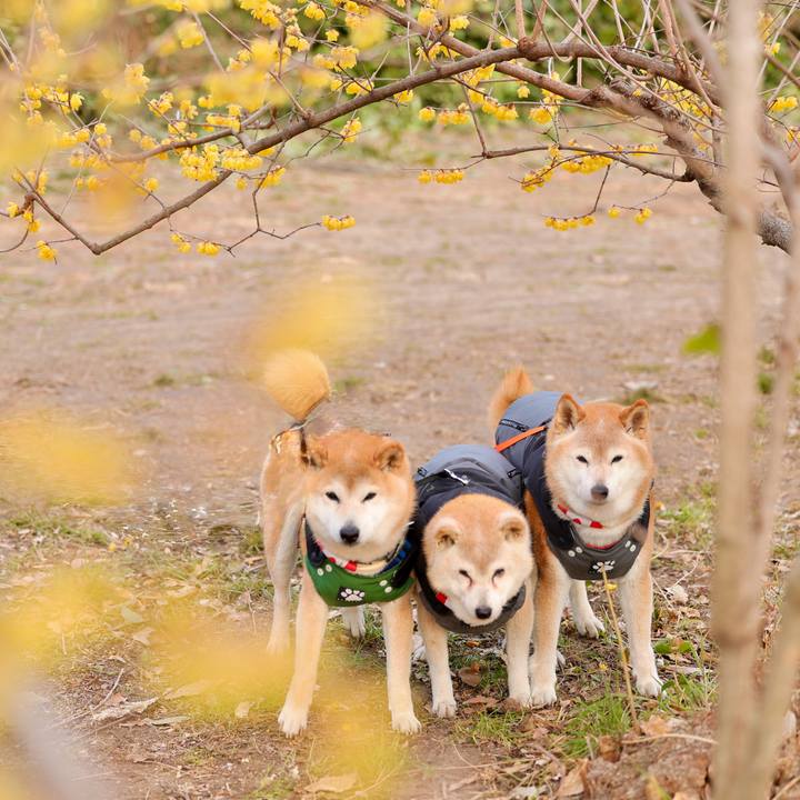 533d202e fa4a 43bf 8e19 8bc0698a6d6e 1769873908882