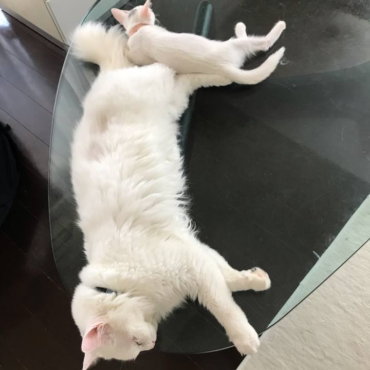 533dea85 1dfd 4ecb b51e 5d45dad9aeff 1566004704403