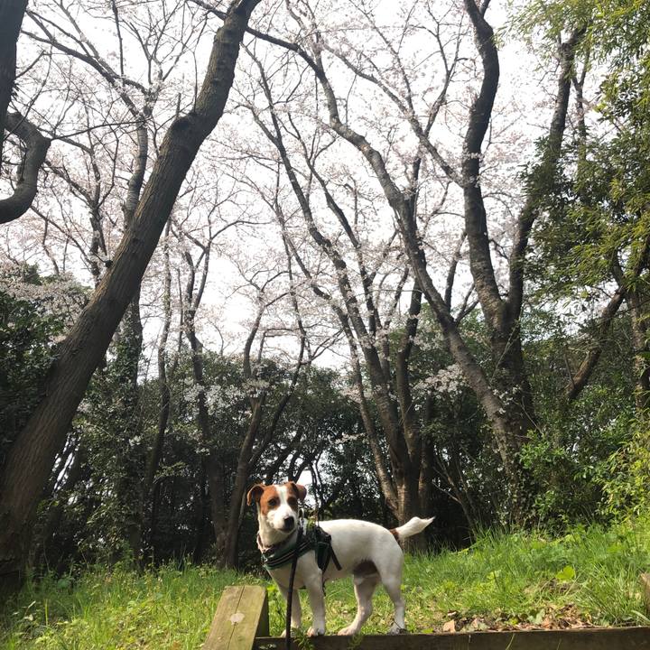 533f136b 11f2 4738 844f af367c875b4b 1554602623815