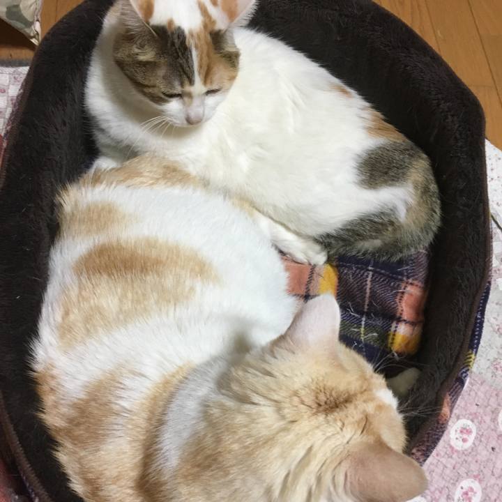 5341e078 3629 45ed b079 c93b219afdb7 1514465305891