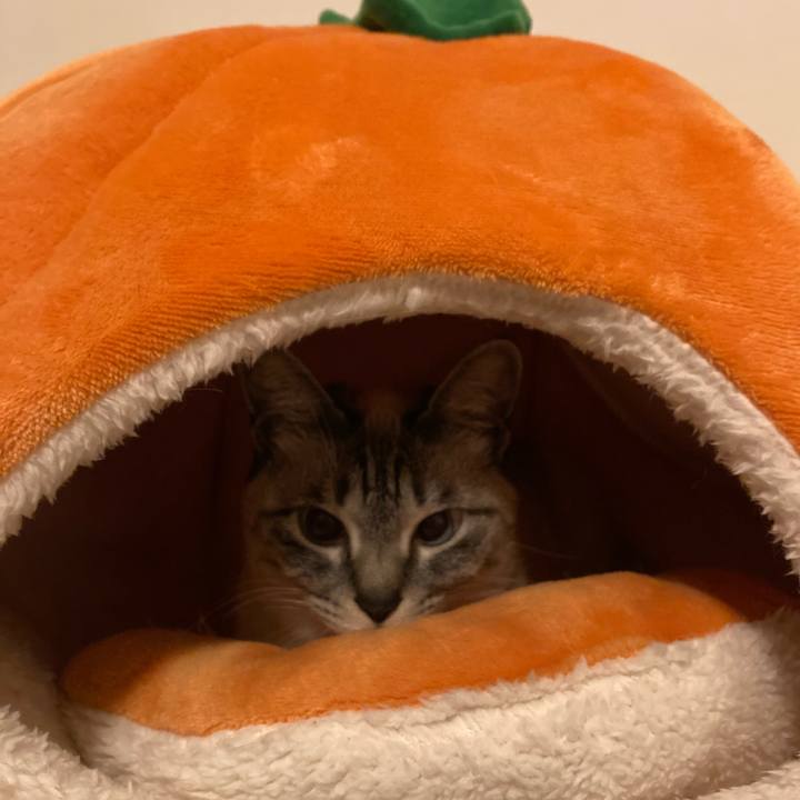 5342ec11 a855 4f25 9c56 9ea2b9ed37db 1616922420753