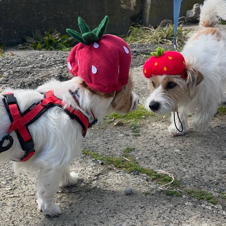 53440643 0814 4731 8906 26e905cc3f1e 1771759741522