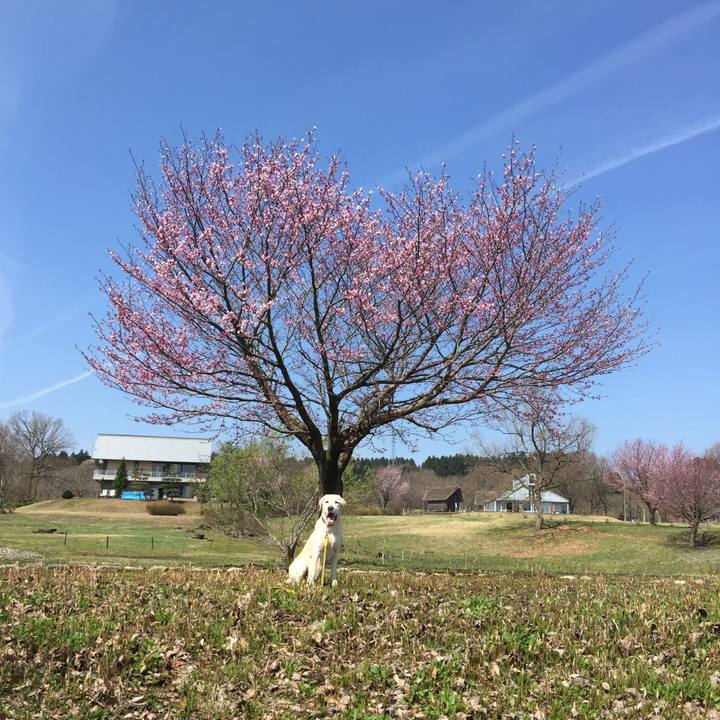 5346d1d5 188f 40e7 8a34 d9770c0754bf 1523330124071