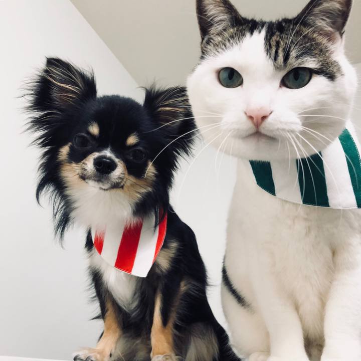 534d4aa7 608b 4c7b 8b24 6059a9763cf9 1528149708323