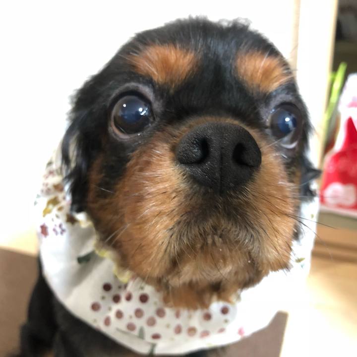 534f0df2 757c 47df b362 f8bfb7e05d13 1539342528654